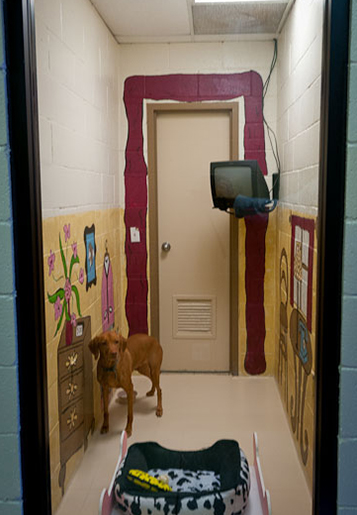 Luxury Pet Suite in Texas