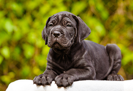 Puppy in Texas