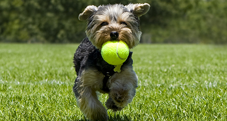 Yorkie with Tennis Ball in Texas