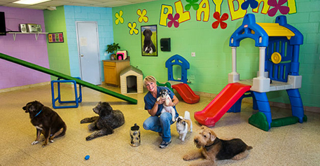 Indoor Dog Playroom in Texas