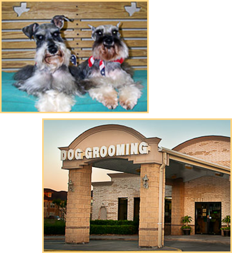 Dog Grooming and Two Schnauzers in Texas