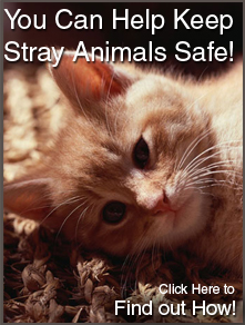 You Can Help Keep Stray Animals Safe!