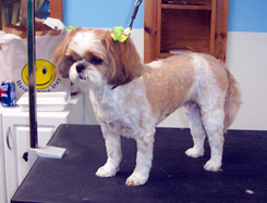 Dog Grooming Houston, TX