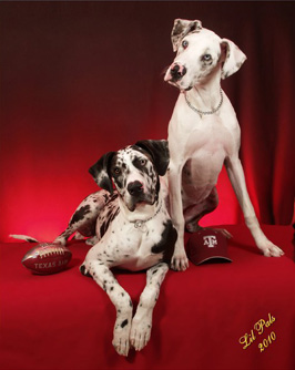 Pet Care Services in Houston, TX