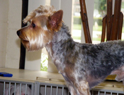Dog Grooming Houston, TX