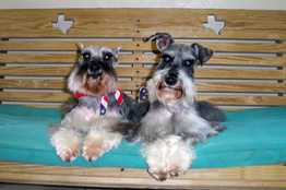 Dog, Pet Resort in Houston, TX