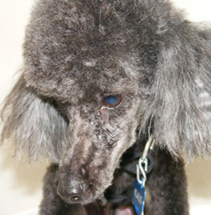 Pet Micro Chipping in Houston, TX